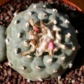 It is one of the most and ornamental cacti.