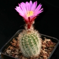 Echinocereus laui L 780 El Trigo, Sonora, Mexico.