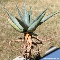 Aloe ferox has a stem surrounded with a persistent layer of dead leaves that insulate the stem in the case of bush fires.