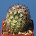 Young (not flowering) specimen.