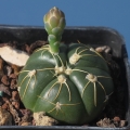 LB811 (Collector: C. A. Ludwig Bercht) Pedras Altas, 3km from Nototcactus scopa v. xicoi, Rio Grande do Sul, Brazil