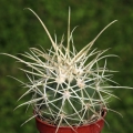 A  white seedling found in a batch (Locality of origin Scissor's Crossing, San Diego County, California, USA)