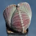 Banded form (a.k.a. rainbow type)