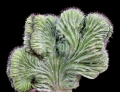 Polaskia chichipe forma cristata (Chichipe forma crestada)