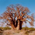 The Baobab is the largest succulent plant in the world.
